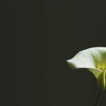 Living Seoul the Local Way